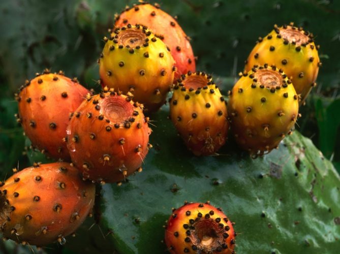 大型植物換土方法