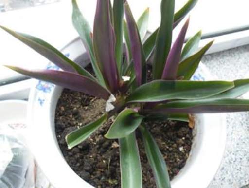 月光萬年青繁殖