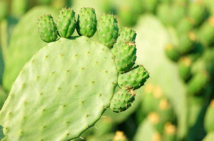 仙人掌爛根症狀