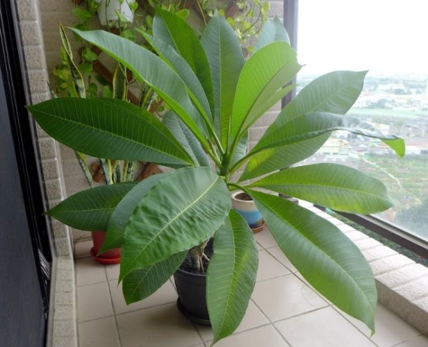 雞蛋花徒長原因 雞蛋花徒長原因