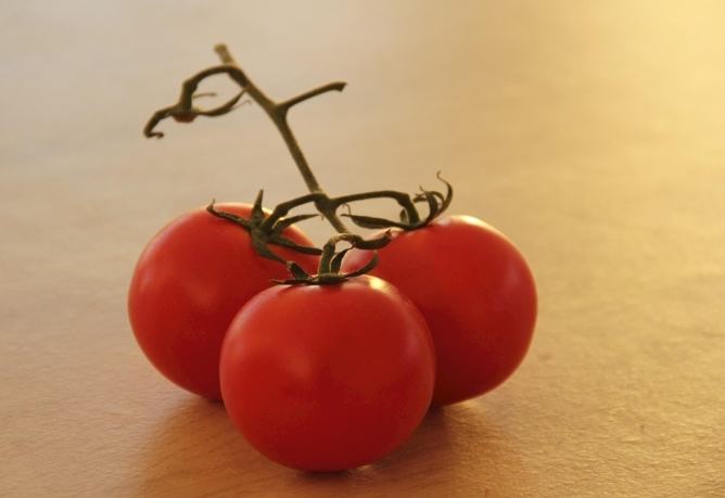 番茄種子發芽方法