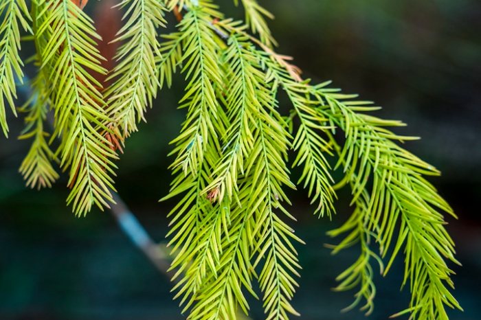 植物葉子焦枯 植物葉子焦枯