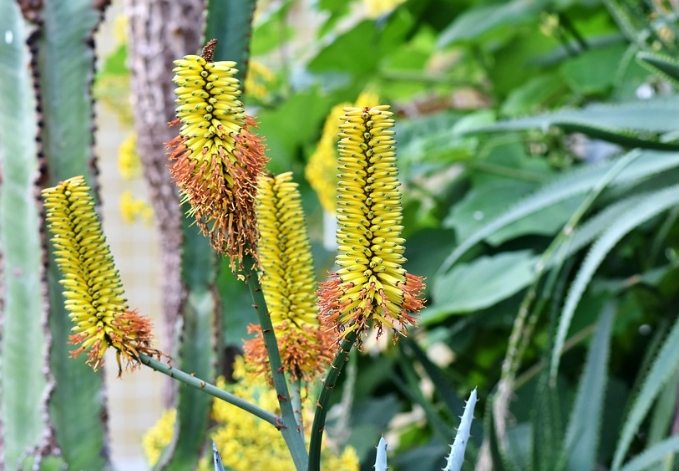 仙人掌病害防治