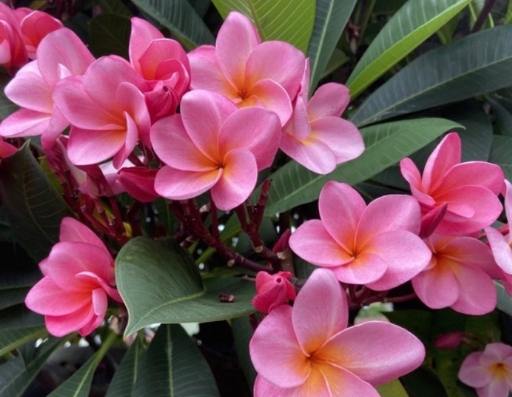 雞蛋花葉子有黃粉