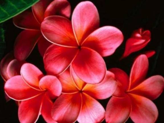 雞蛋花肥料推薦