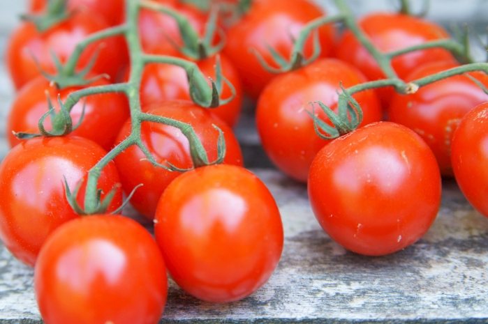 番茄苗長不大原因