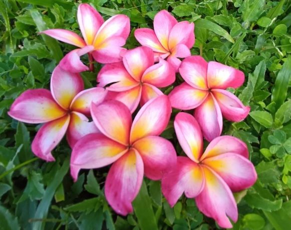 雞蛋花病害防治