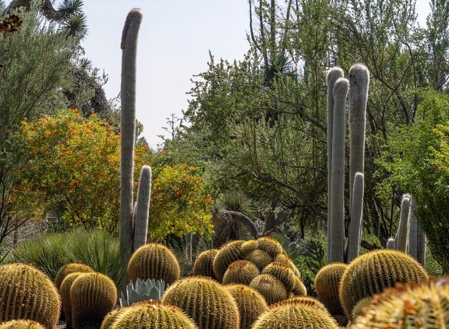 仙人掌養護技巧