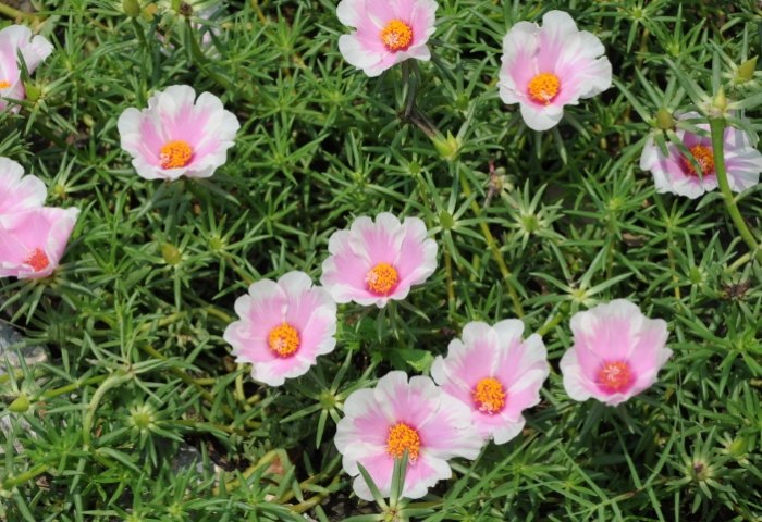 松葉牡丹防寒方法