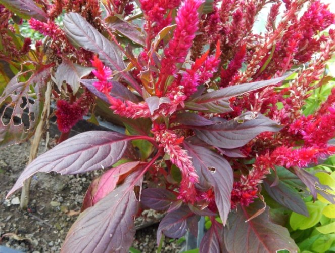 羽狀雞冠花照顧