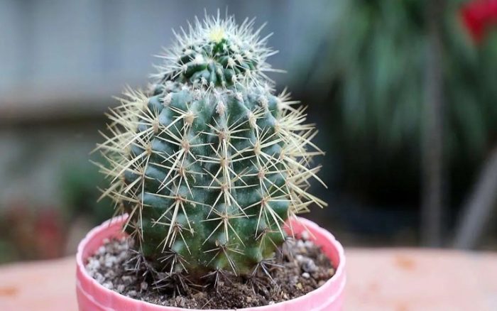 仙人球養護方法