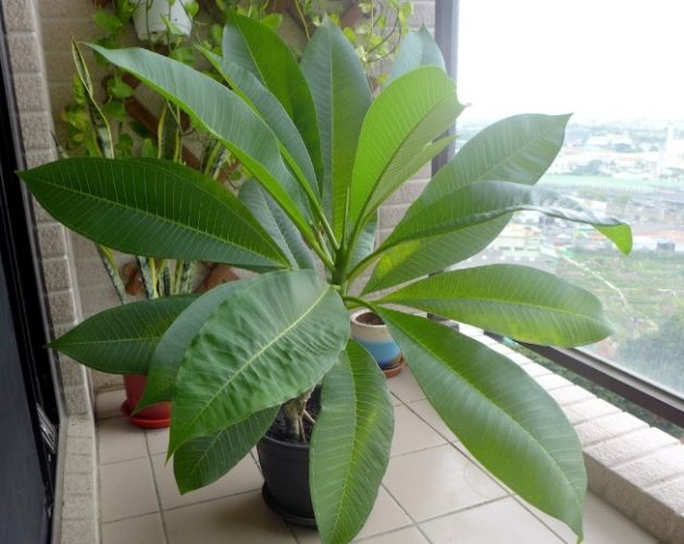 雞蛋花病害防治