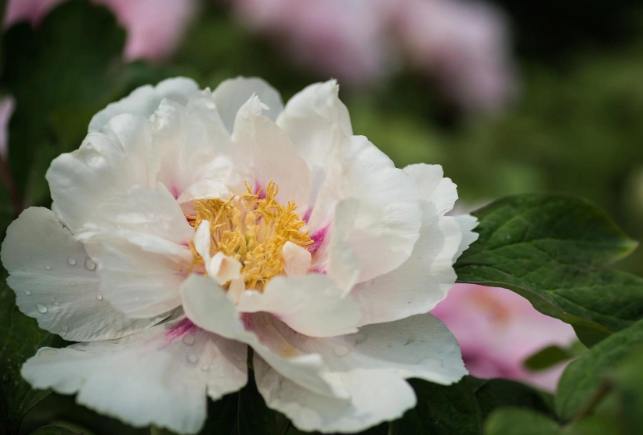 多肉植物澆水技巧