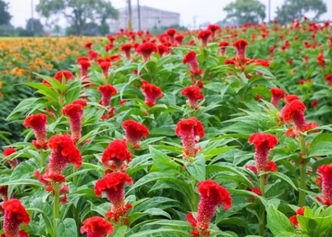 雞蛋花香水推薦 雞蛋花香水推薦