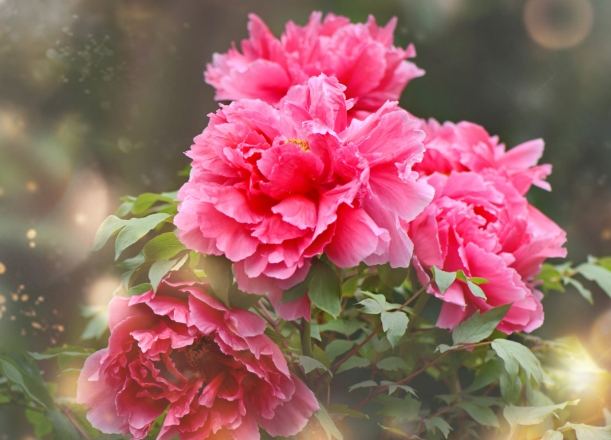 松葉牡丹播種方法