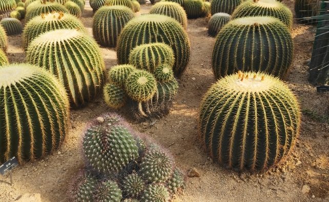 仙人掌爛根症狀