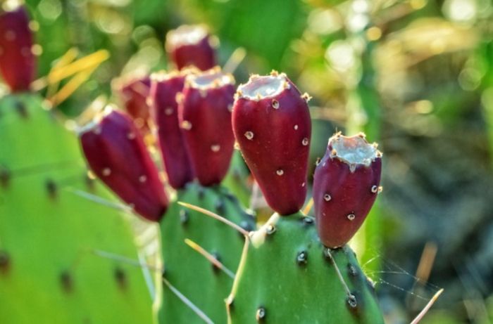 大型植物換土方法