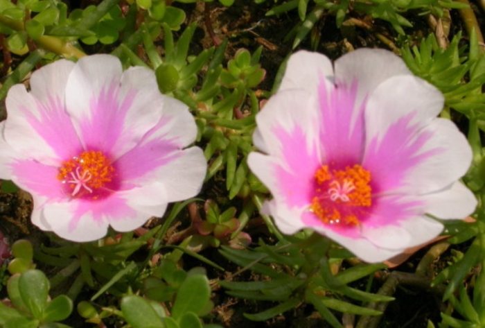 松葉牡丹防寒方法