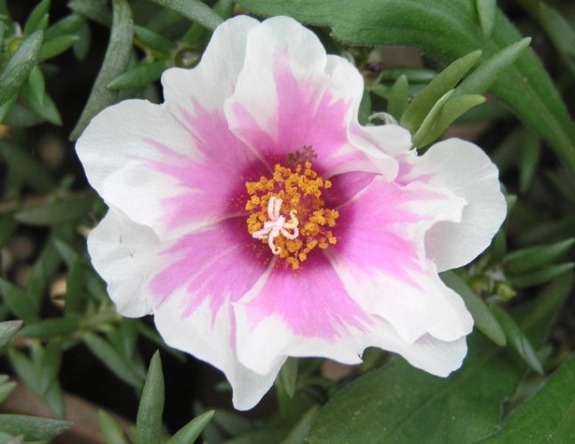 松葉牡丹冬季養護