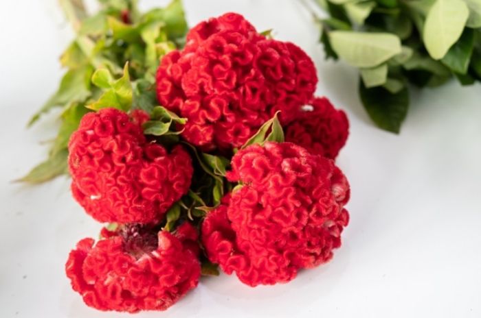 雞冠花栽培技巧