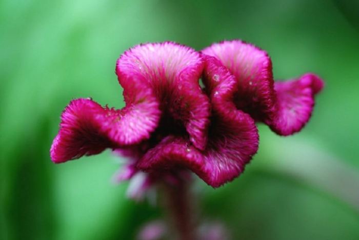 鳳尾雞冠花 品種