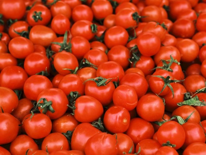 番茄樹病蟲害防治