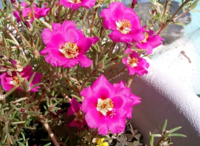 松葉牡丹防寒方法