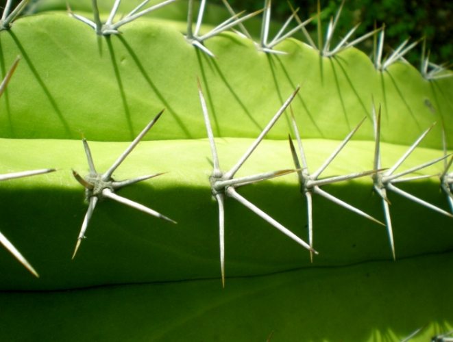 仙人掌根部護理