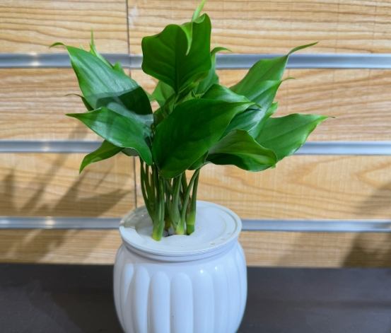 萬年青常見問題