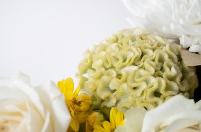 鳳尾雞冠花 品種