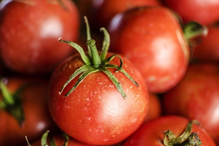 番茄種子發芽方法