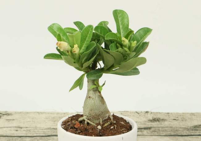 沙漠玫瑰冬季養護