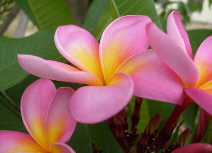 雞蛋花病害處理