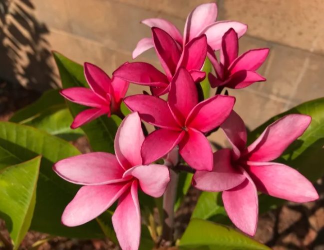 雞蛋花樹幹軟原因