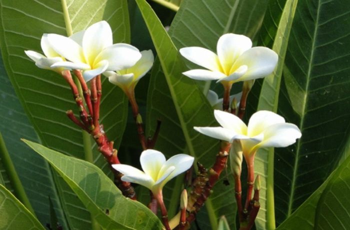 雞蛋花葉子變黑原因