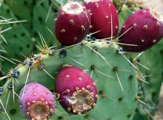 仙人掌爛根處理