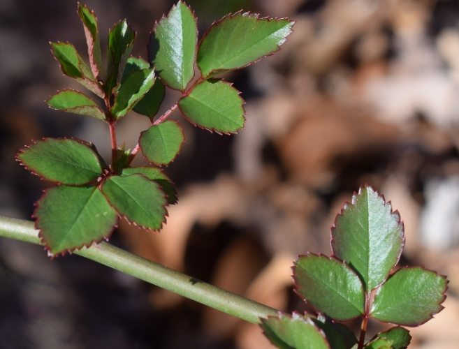 玫瑰葉子變黃處理