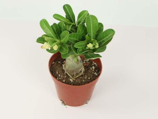 沙漠玫瑰變粗方法