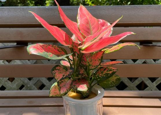 萬年青養護技巧