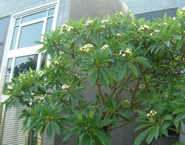 雞蛋花樹幹軟原因