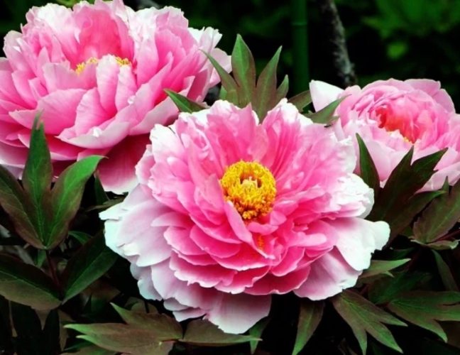 松葉牡丹播種時間