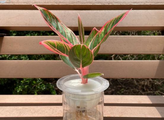 萬年青修剪方法