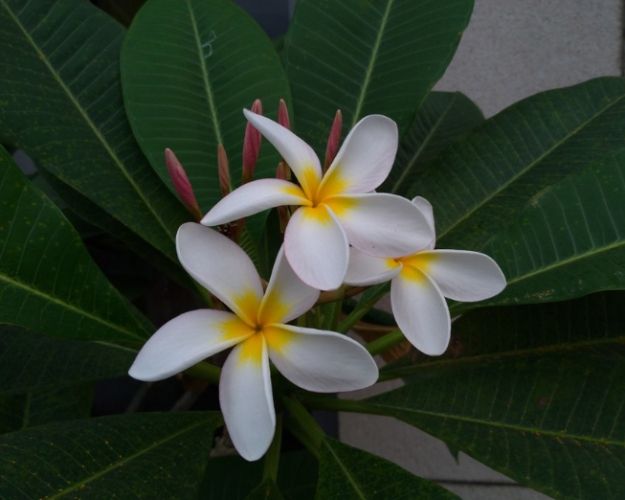 雞蛋花樹幹軟原因