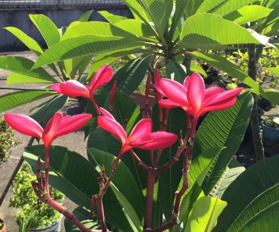 雞蛋花養護技巧 雞蛋花養護技巧