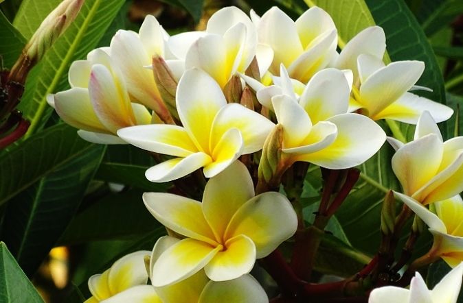 雞蛋花肥料推薦