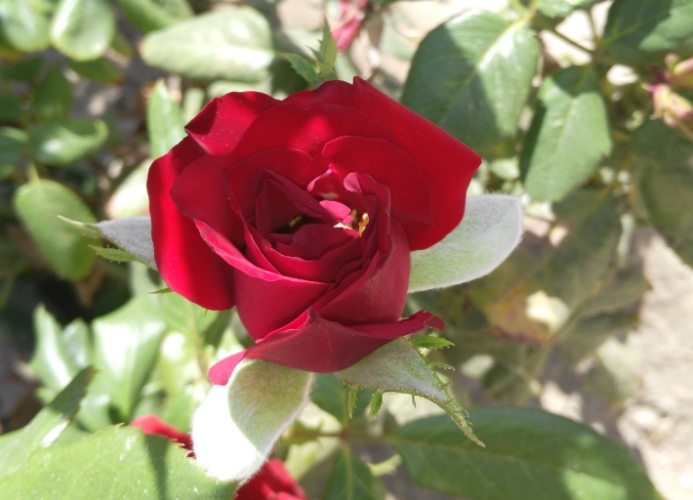 玫瑰葉子變黃原因