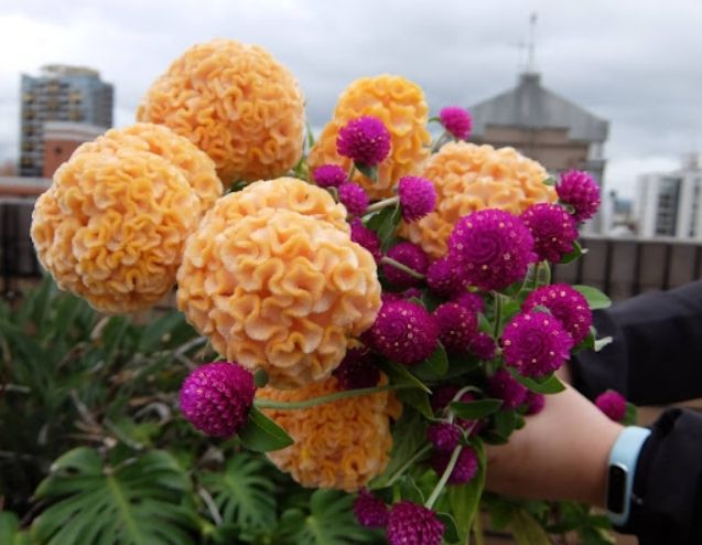 雞冠花葉子養護