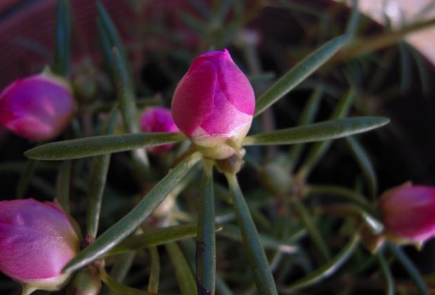 松葉牡丹養護技巧