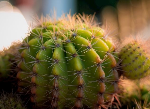 仙人掌養護技巧