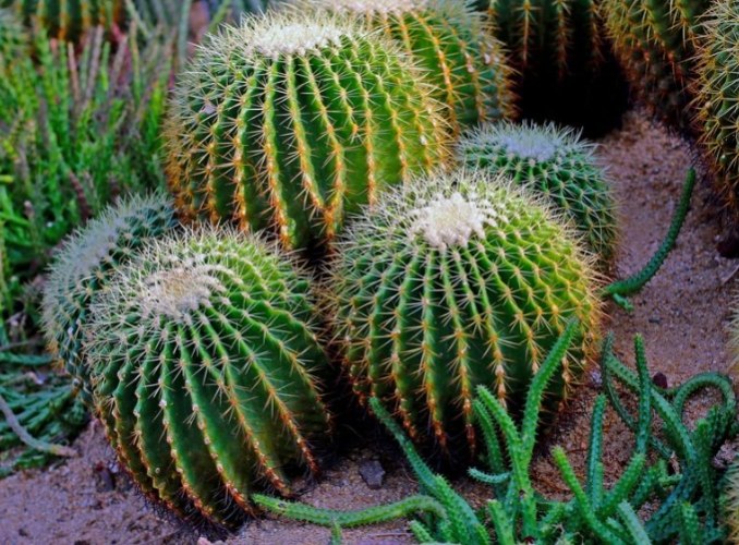 大型植物換土方法